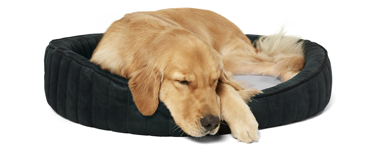 Como você usa seu Toca Zissou